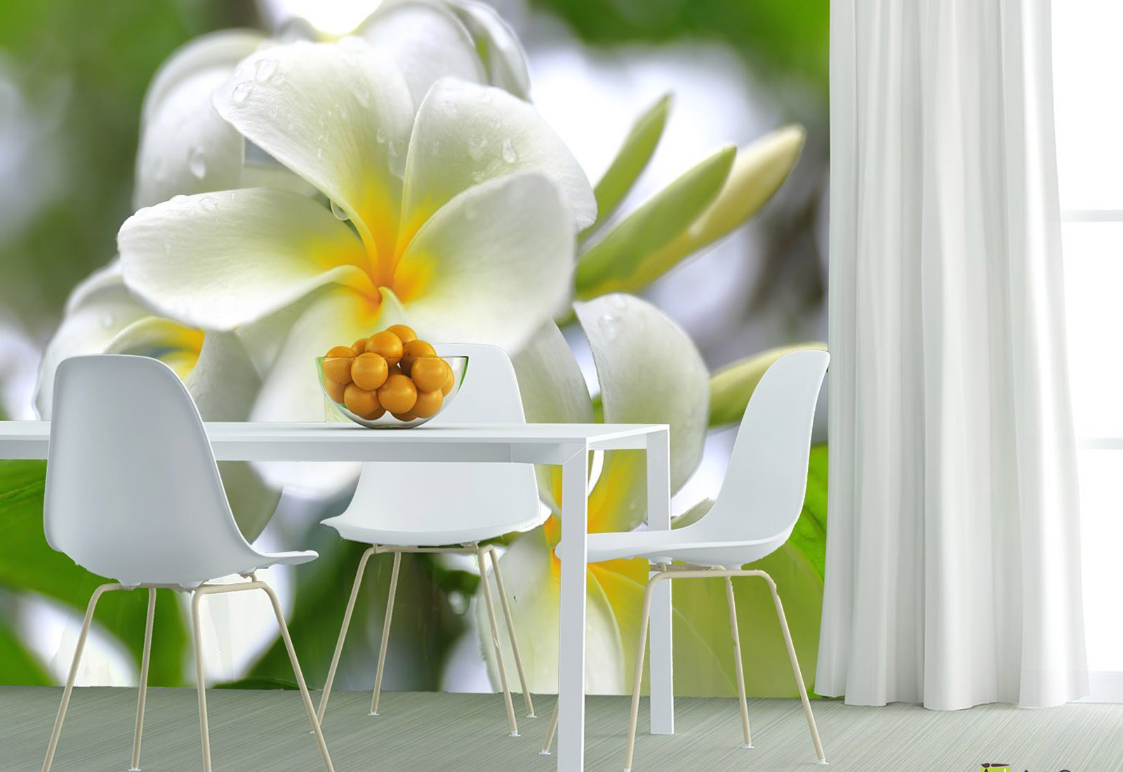 Fototapet Flori - Floare Frangipani