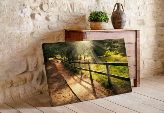 🌲 Tablou pe panza Carare in padure in razele soarelui