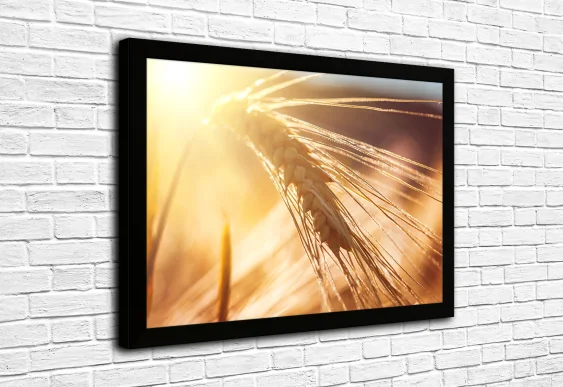 🌾 Золотой колос на солнце в чёрной раме