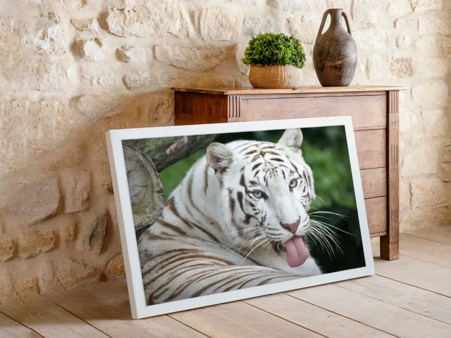 🐅 Tigru alb cu ochi albaștri în ramă albă
