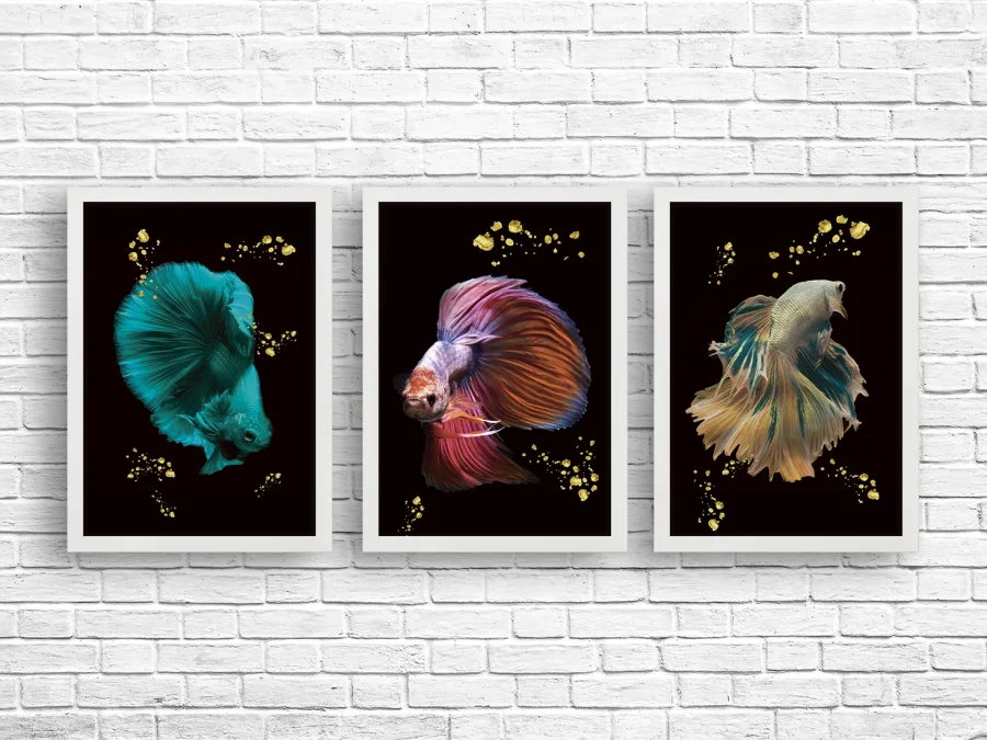 🐠 Trei pești decorativi în ramă
