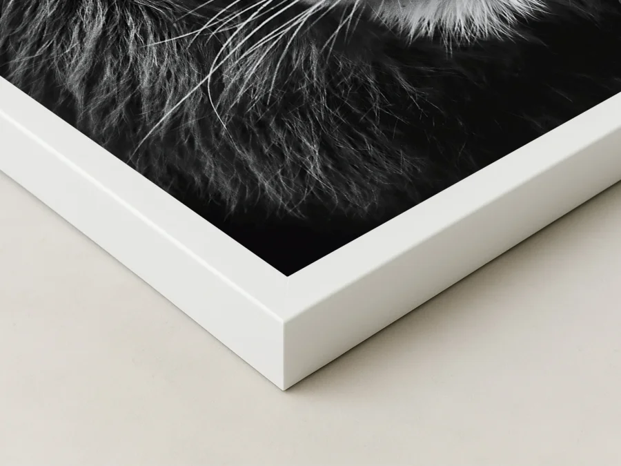 Tablou portret leu alb-negru prim-plan